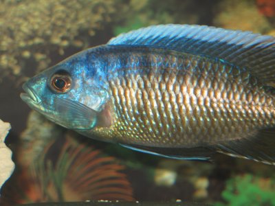 Copadichromis borleyi Maison Reef