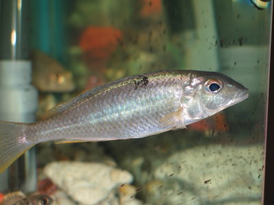 Mylochromis sp. silver torpedo blue