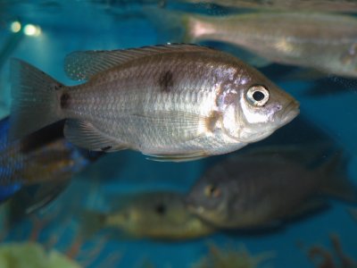 Copadichromis geertsi