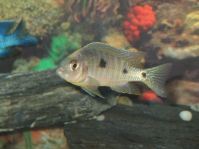 Copadichromis sp. Mloto Ivory Head