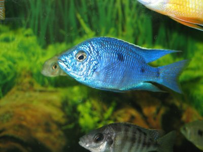 Copadichromis azureus