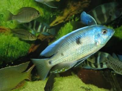 Copadichromis quadrimaculatus