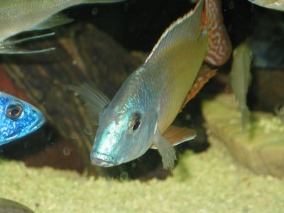 Lethrinops marginatus