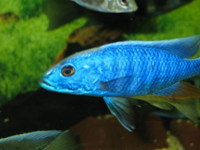 Sciaenochromis fryeri