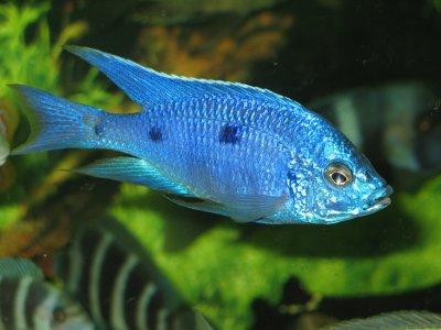 Copadichromis azureus