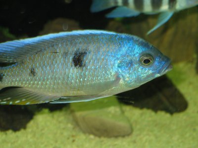 Copadichromis quadrimaculatus