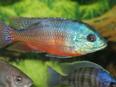 Protomelas taeniolatus