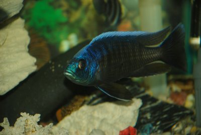 Copadichromis borleyi Maison Reef