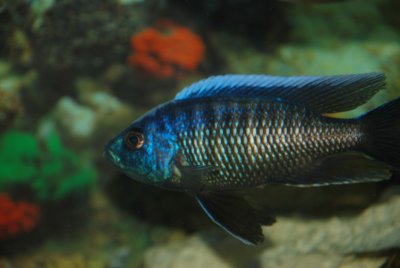 Copadichromis borleyi Maison Reef