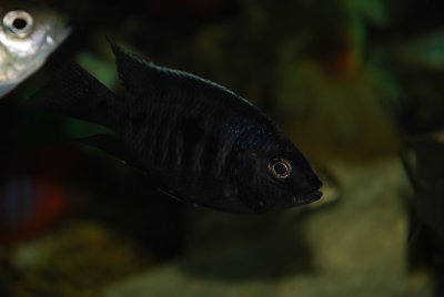 Copadichromis sp. Mloto Ivory Head