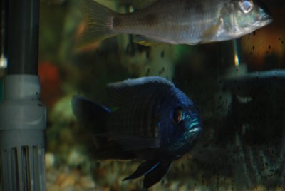 Copadichromis borleyi Maison Reef