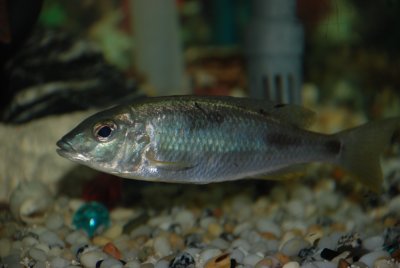 Mylochromis sp. silver torpedo blue
