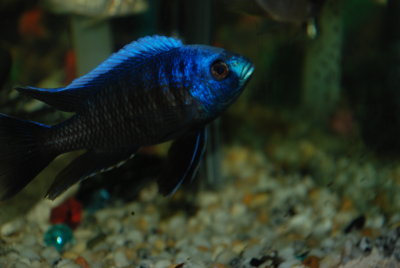 Copadichromis borleyi Maison Reef