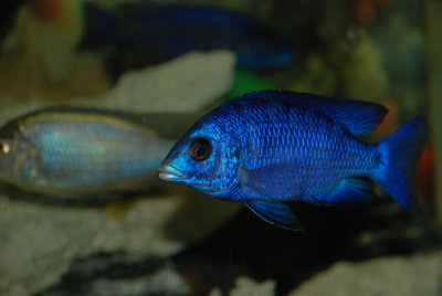 Placidochromis phenochilus