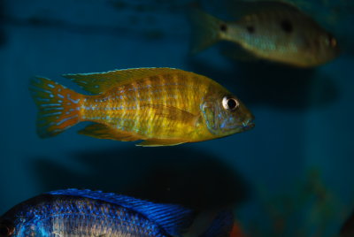 Aulonocara baenschi