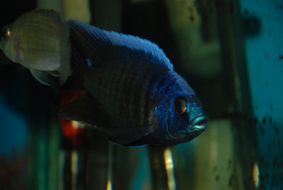 Copadichromis borleyi Maison Reef