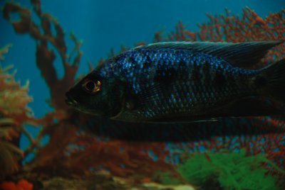 Copadichromis trewavasae