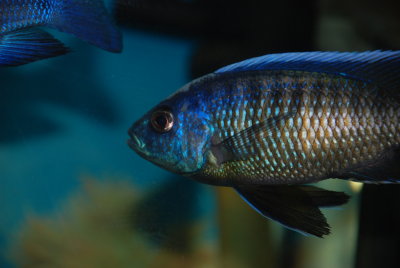 Copadichromis borleyi Maison Reef