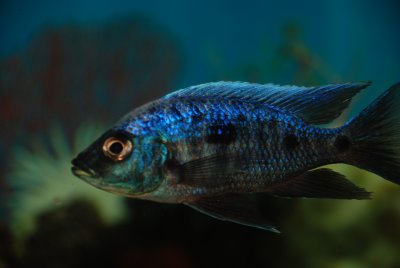 Copadichromis trewavasae