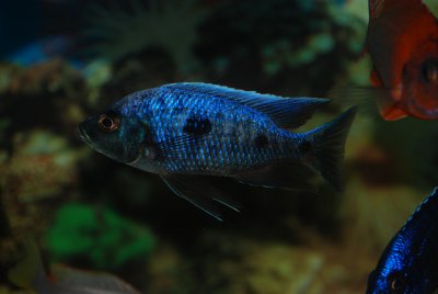 Copadichromis trewavasae