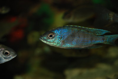 Copadichromis trewavasae