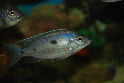 Copadichromis sp. Mloto Ivory Head