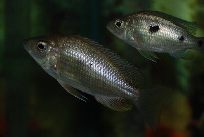 Copadichromis geertsi