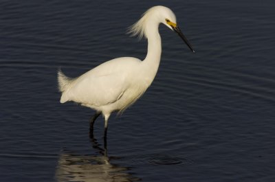 Snowy Egrets_NJ002.jpg