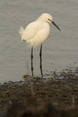 Snowy Egrets_NJ008.jpg