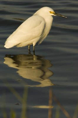 Snowy Egrets_NJ010.jpg