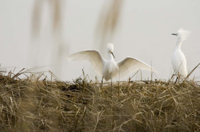 Snowy Egrets_NJ012.jpg