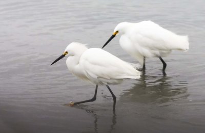 Snowy Egrets of NJ