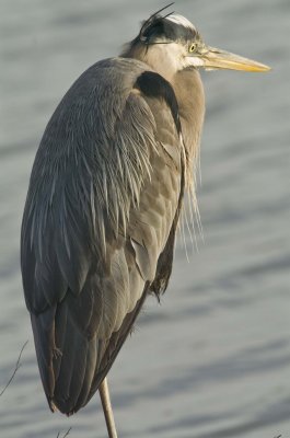 Blue Heron