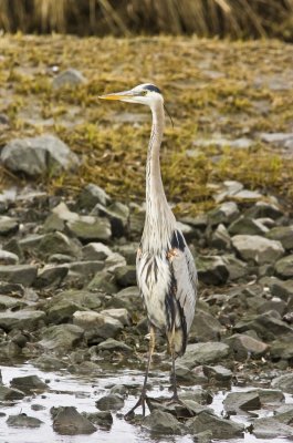 Blue Heron005.jpg