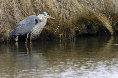 Blue Heron007.jpg