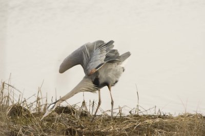 Blue Heron012.jpg