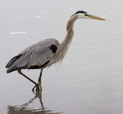 Blue Heron013.jpg