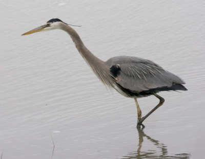 Blue Heron014.jpg