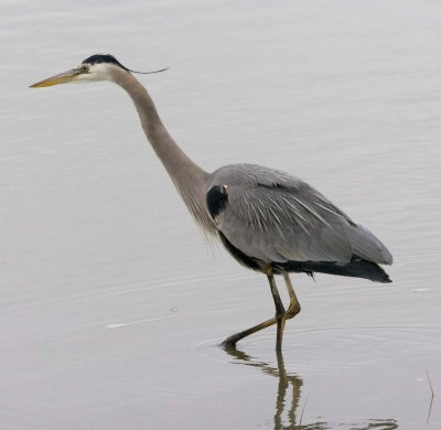 Blue Heron015.jpg