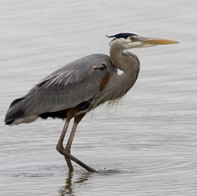 Blue Heron016.jpg