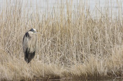 Blue Heron