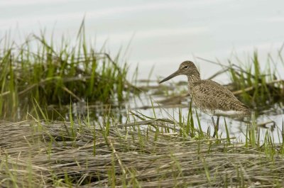 Sandpiper ACY NJ _10.JPG