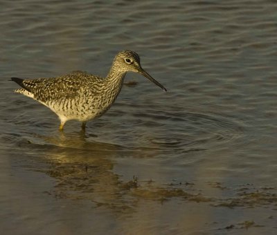 Sandpiper ACY NJ _5.JPG