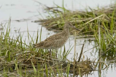 Sandpiper ACY NJ _9.JPG