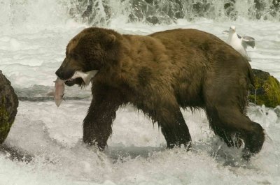 Brown Bears at Brooks and Lake Clark, AK