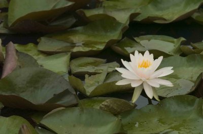 Kenilworth Gardens_26.JPG