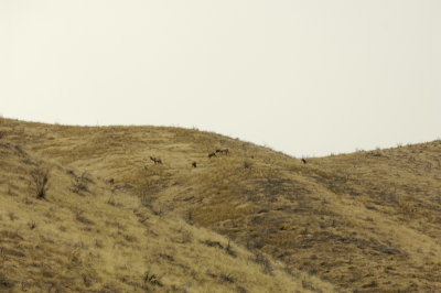 CB Ranch Elk Herd