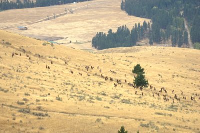 CB Ranch Elk