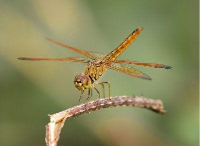 _MG_9650.jpg
