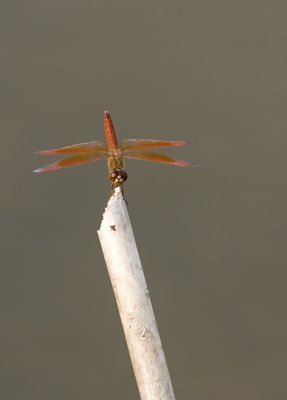 _MG_9633.jpg